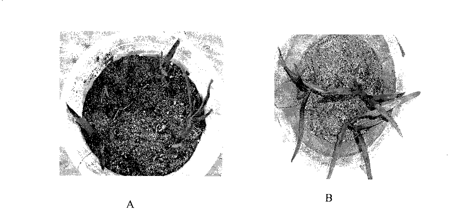 Method for culturing orchid special strain thereof