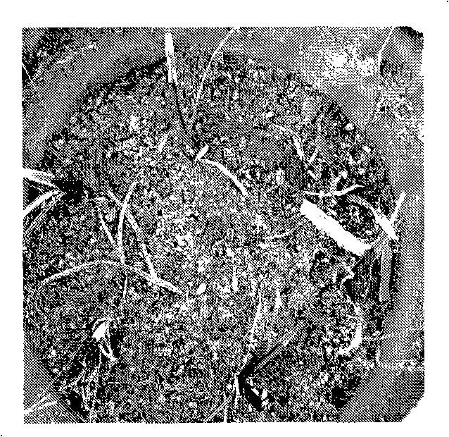 Method for culturing orchid special strain thereof