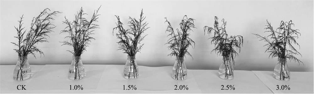 Method for rapidly identifying in-vitro hydroponic salt tolerance of plants