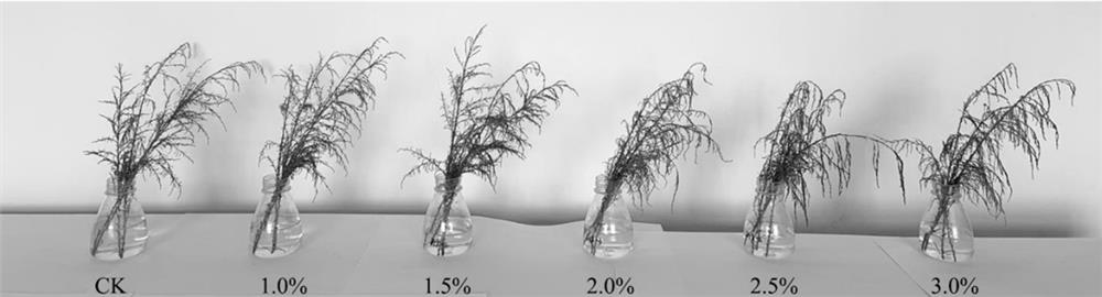 Method for rapidly identifying in-vitro hydroponic salt tolerance of plants