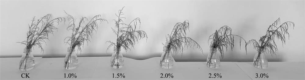 Method for rapidly identifying in-vitro hydroponic salt tolerance of plants