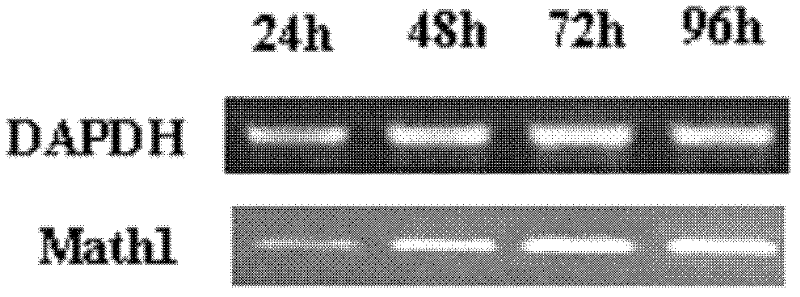 Cochlear greater epithelial ridge (GER) cell line and its application