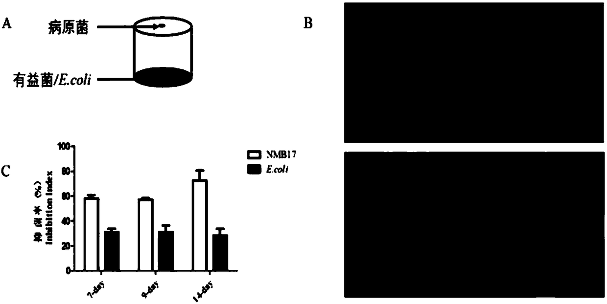 Acinetobacter oleivorans NMB 17, and applications thereof in plant disease prevention and treatment