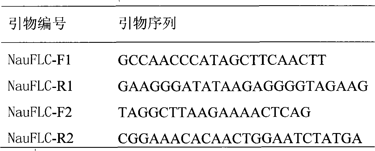 Identification method for bolting character of radish based on FLC gene