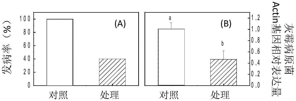 Applications of eicosapentaenoylethanolamide in improvement of plant gray mold resistance