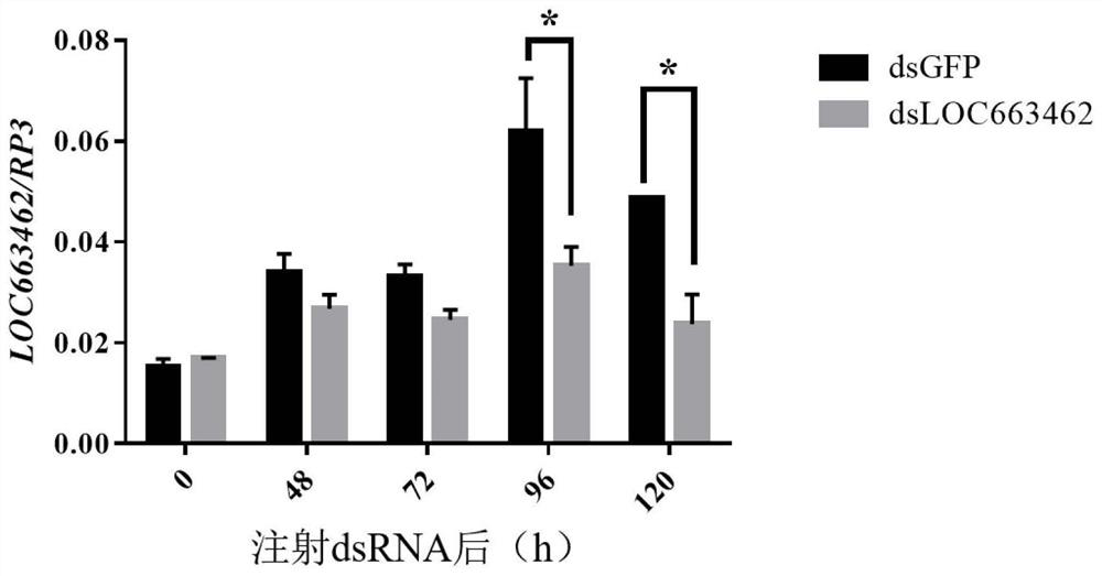 Application of loc663462 gene in pest control