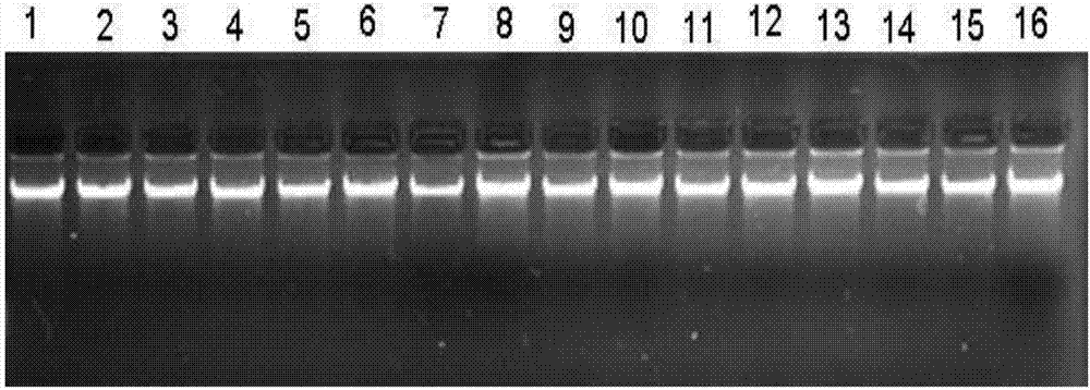 Double-dominant marker for accurately authenticating S/N cytoplasm genotype of onions and application of double dominant marker