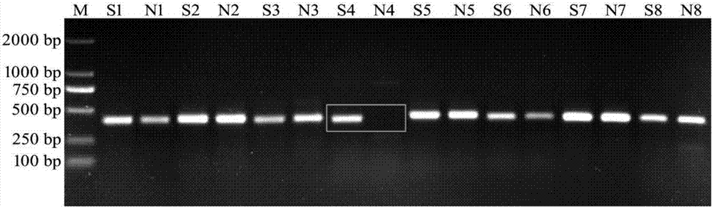 Double-dominant marker for accurately authenticating S/N cytoplasm genotype of onions and application of double dominant marker