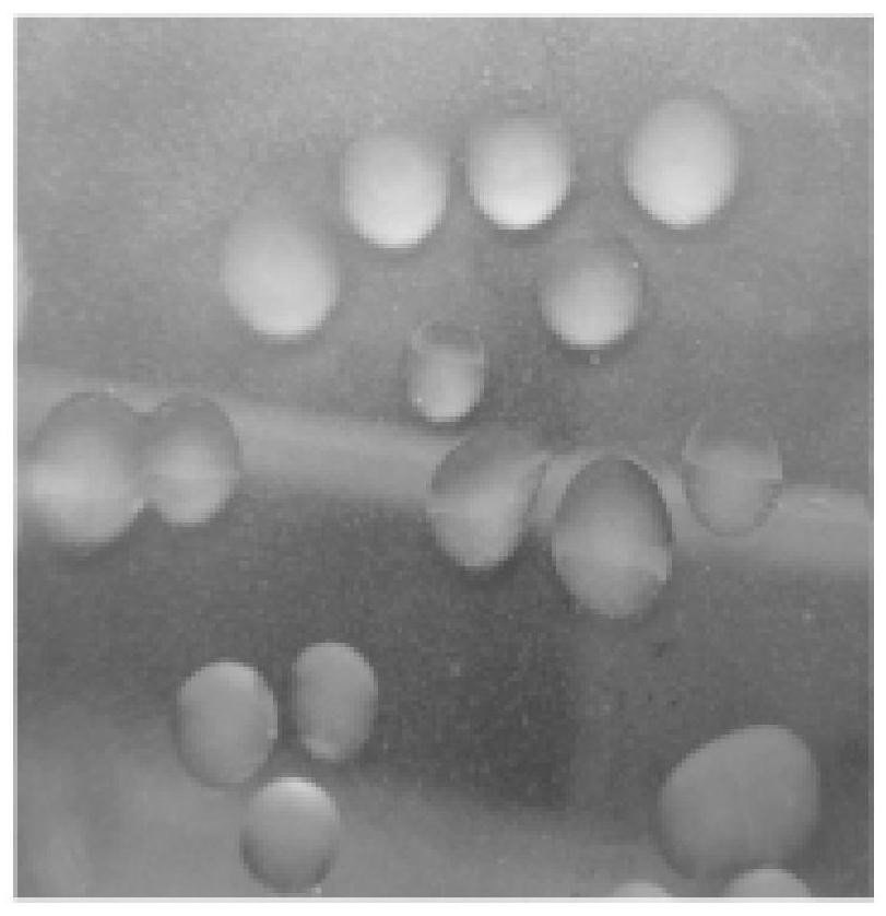 Screening method of silicate bacteria with high potassium dissolving capacity suitable for low-temperature subacid environment and potassium-dissolving bacterial fertilizer