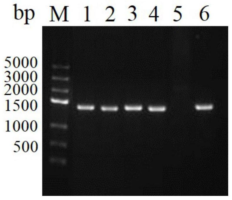 Application of rice resting sulfydryl oxidase in improvement of flour processing quality