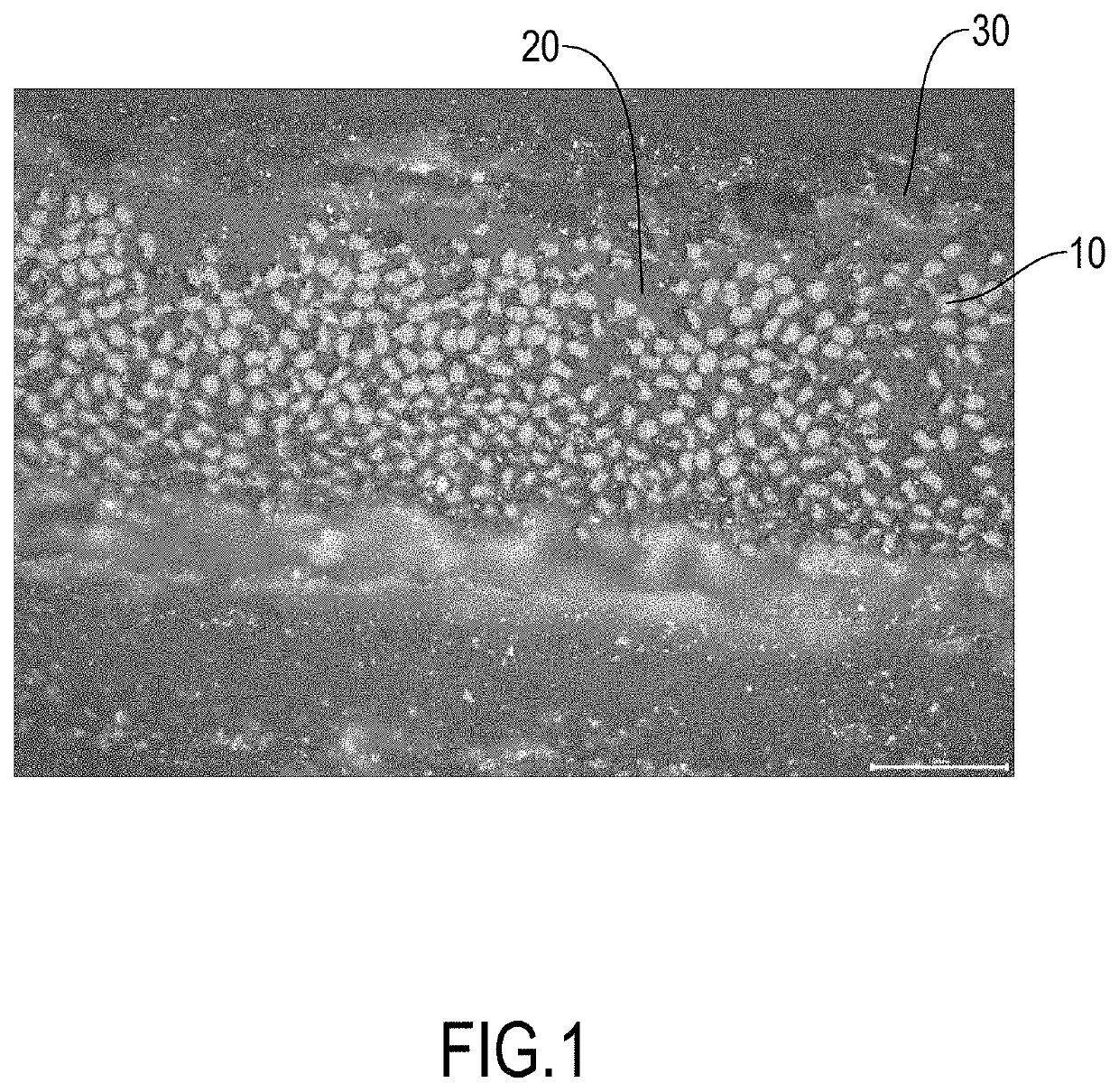 Fabrics woven by spread tow yarns consisting of polymer matrix composite and method for producing the same