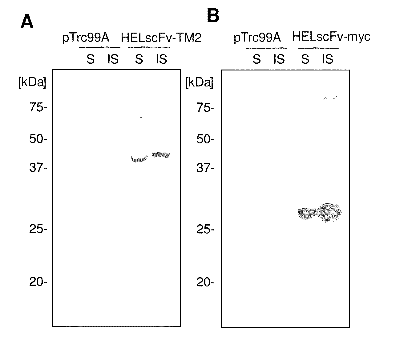 Method of binding proteins to carriers by making use of tamavidins