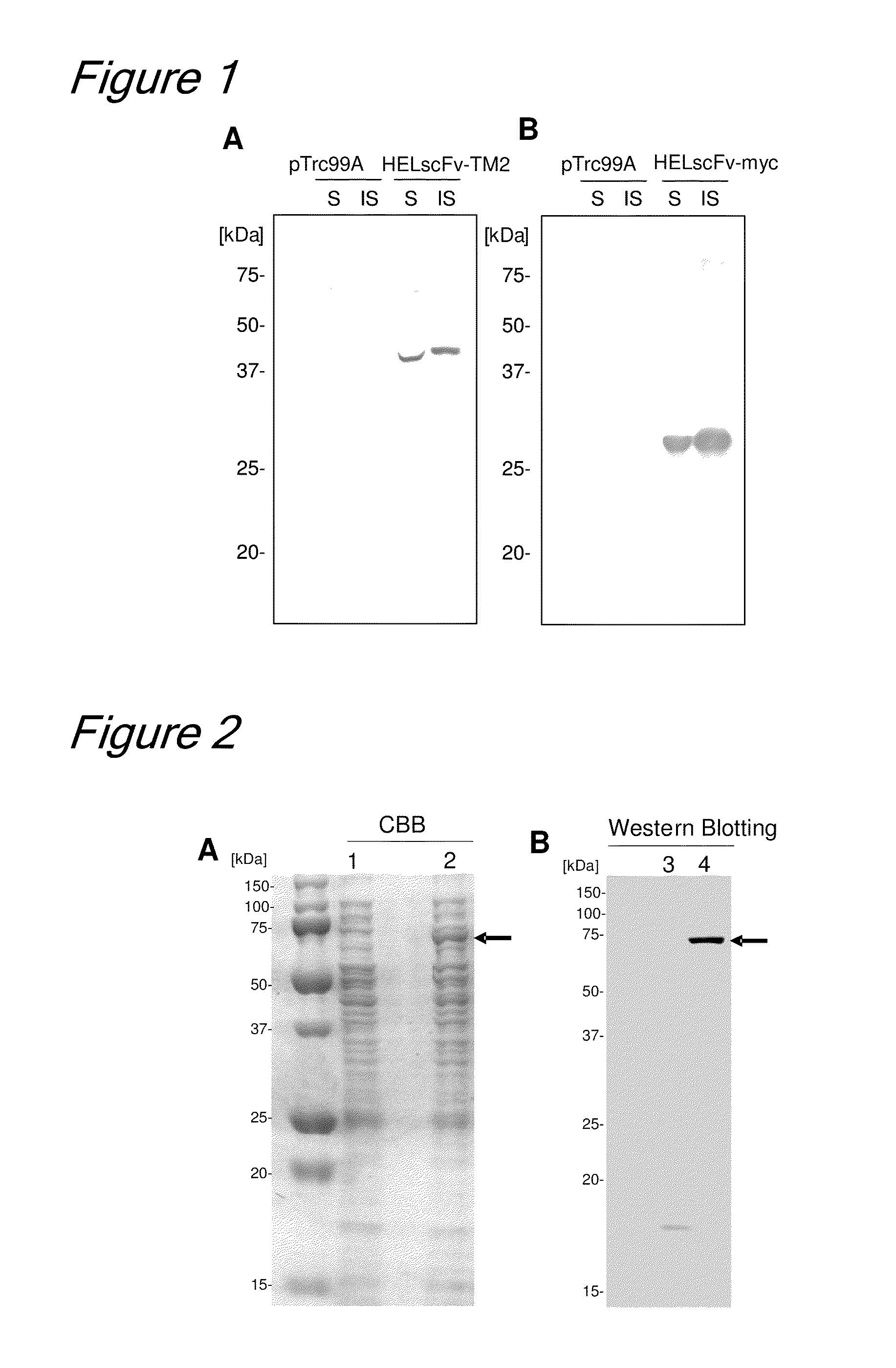 Method of binding proteins to carriers by making use of tamavidins