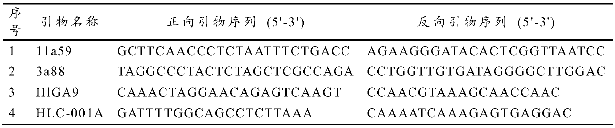 A method for constructing DNA fingerprints of hop varieties using ssr molecular marker technology