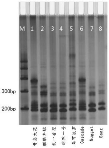 A method for constructing DNA fingerprints of hop varieties using ssr molecular marker technology