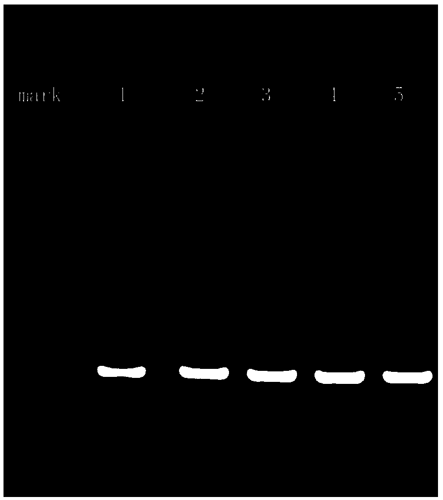 Method for editing grape ZEP gene fixed point based on CRISPR/Cas 9 technology