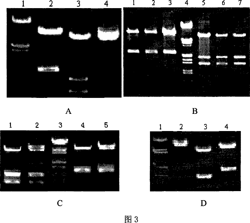Fusion protein for serum albumin and interleukin 1 receptor antagonist and uses thereof