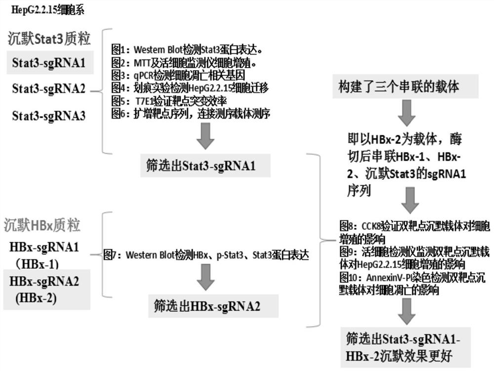 Application of stat3, hbx, stat3-hbx targeting CRISPR/Cas carrier in the preparation of HBV-related liver cancer drugs