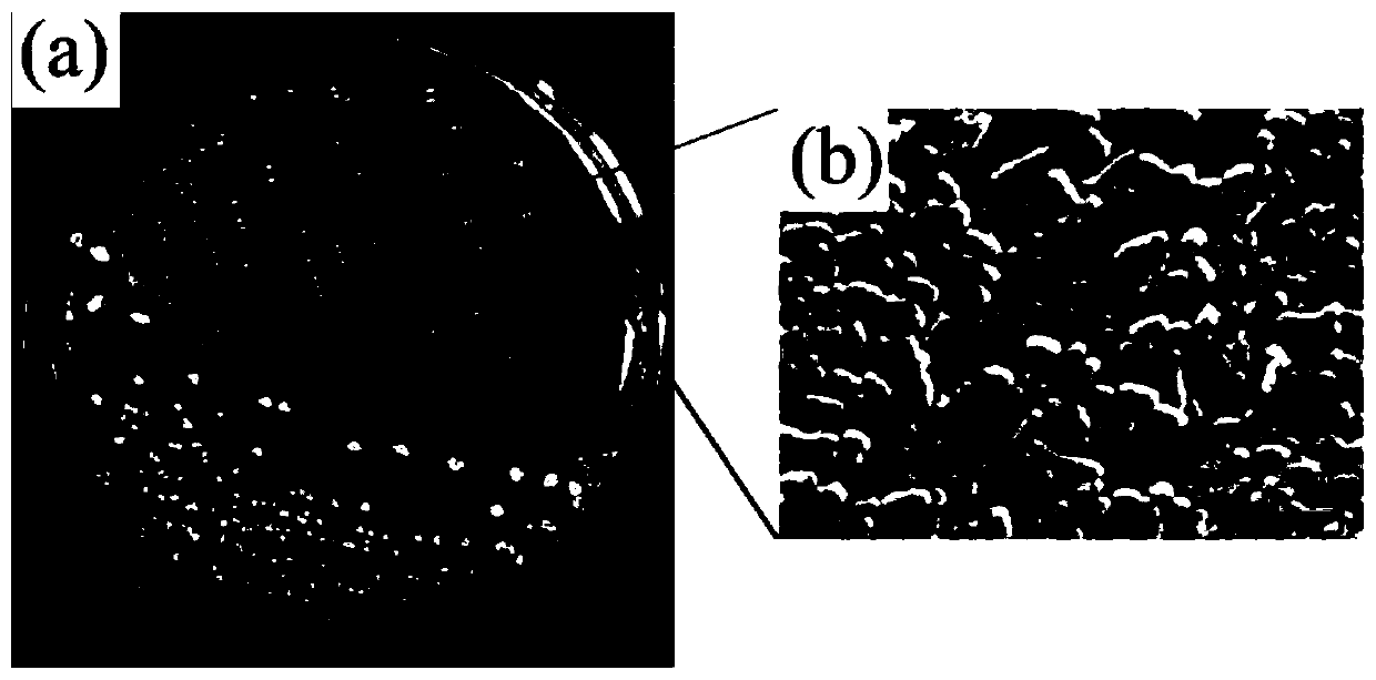 Bacillus and application thereof in nitrogen removal and sulfur removal of culture water body