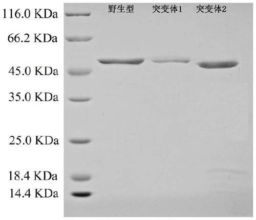 A kind of phospholipase d mutant, recombinant genetic engineering bacteria and its preparation method and application