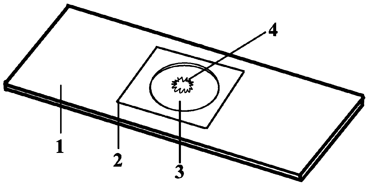Slice manufacturing device and method used for microscopic observation of filamentous fungi morphological characteristic