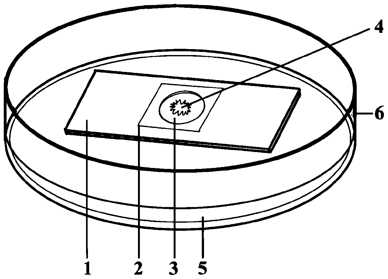 Slice manufacturing device and method used for microscopic observation of filamentous fungi morphological characteristic