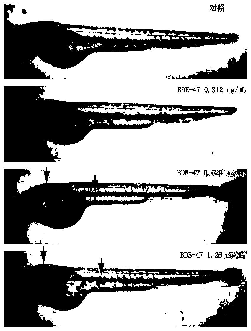 Method of evaluating developmental toxicity of polybrominated diphenyl ethers