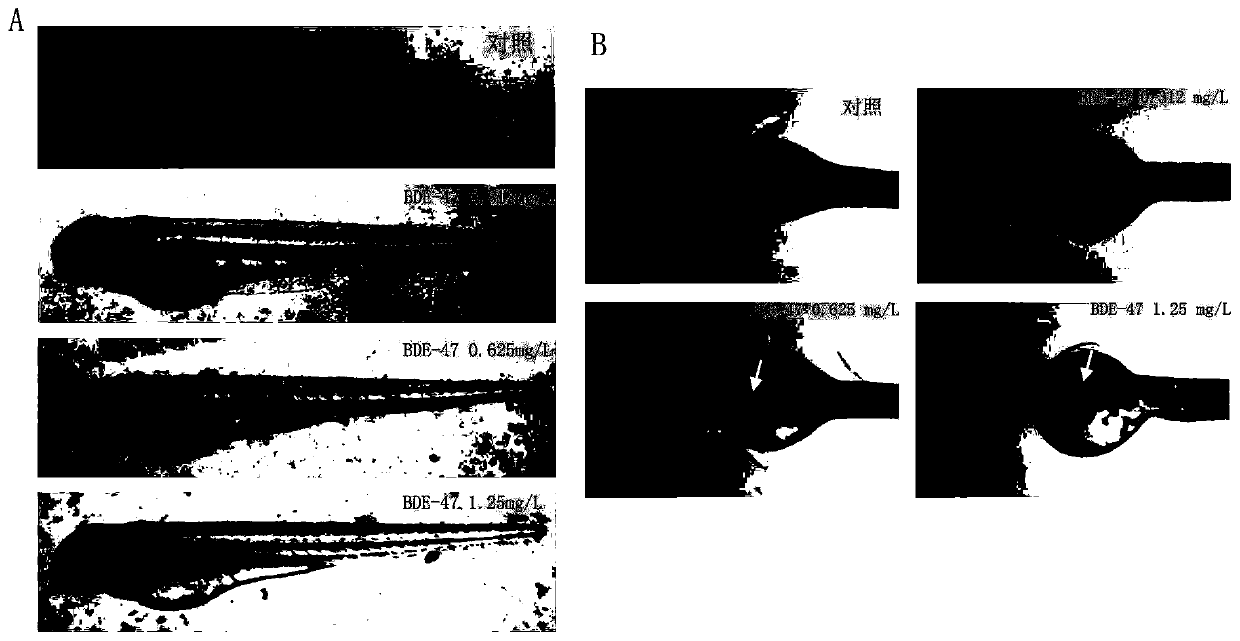 Method of evaluating developmental toxicity of polybrominated diphenyl ethers