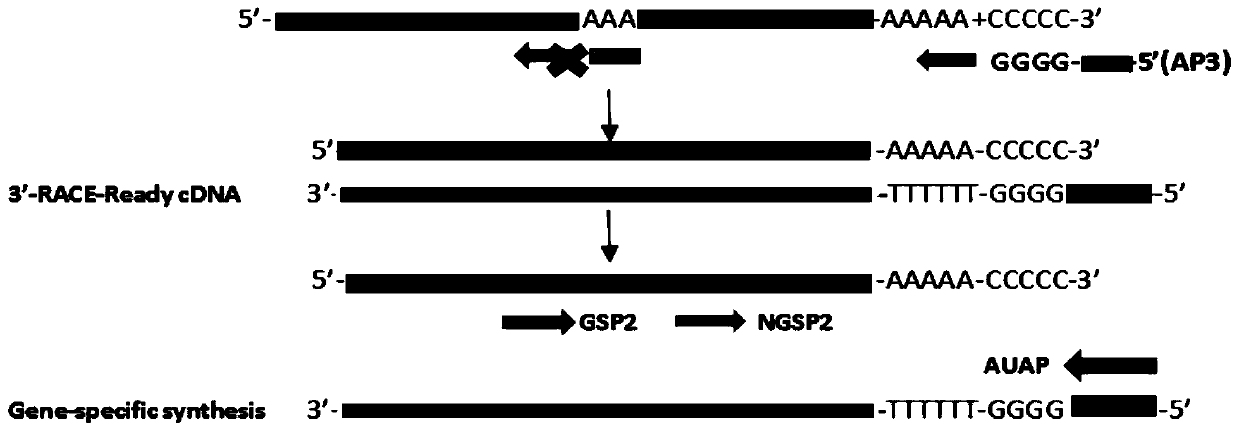 The 3'race method to obtain the complete 3' end sequence for the case of a repeat sequence at the 3' end