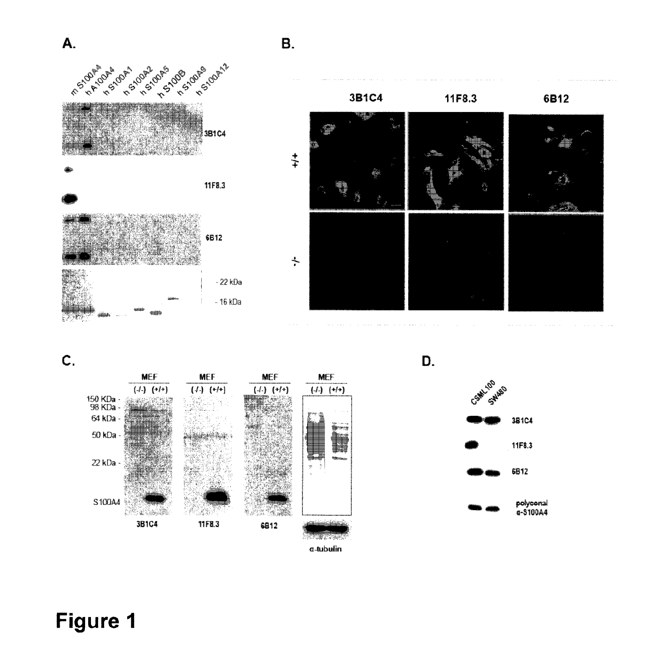 Anti-s100a4 antibody molecules and their uses