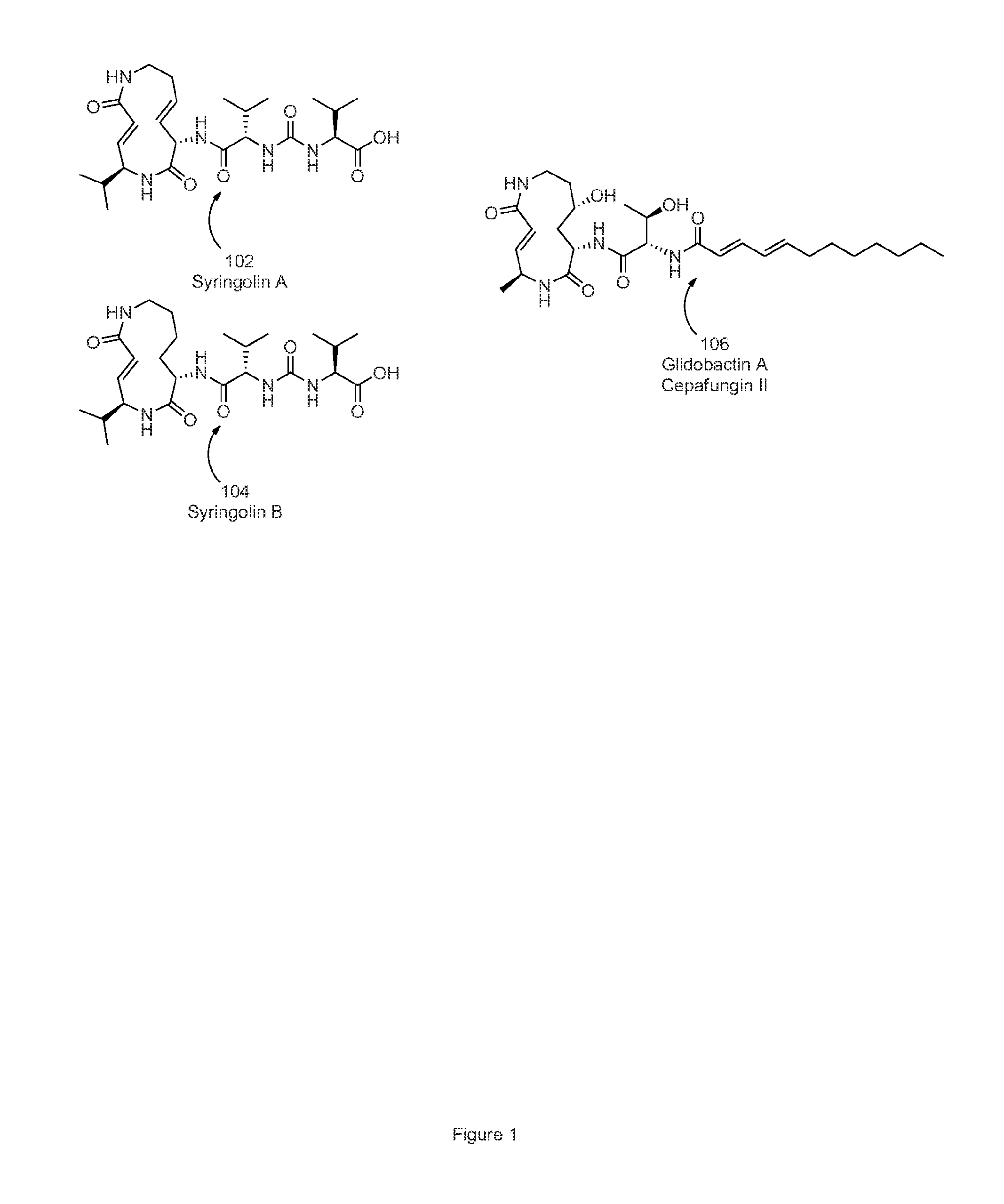 Structures of proteasome inhibitors and methods for synthesizing and use thereof