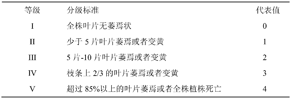 Method for preventing and curing cotinus-coggygria fusarium wilt