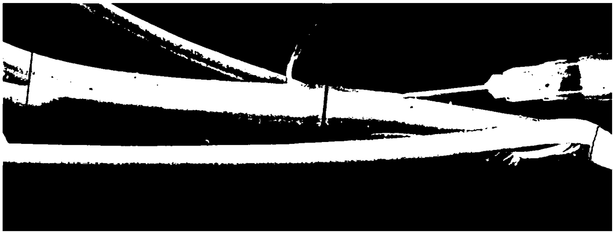 Animal oral immunization vaccine vector and preparation method thereof