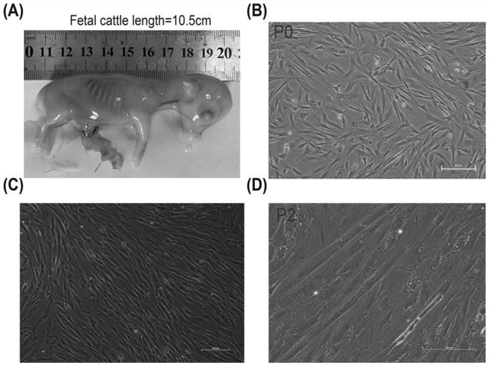 Muscle tissue extraction method for separating bovine muscle stem cells and application of muscle tissue extraction method