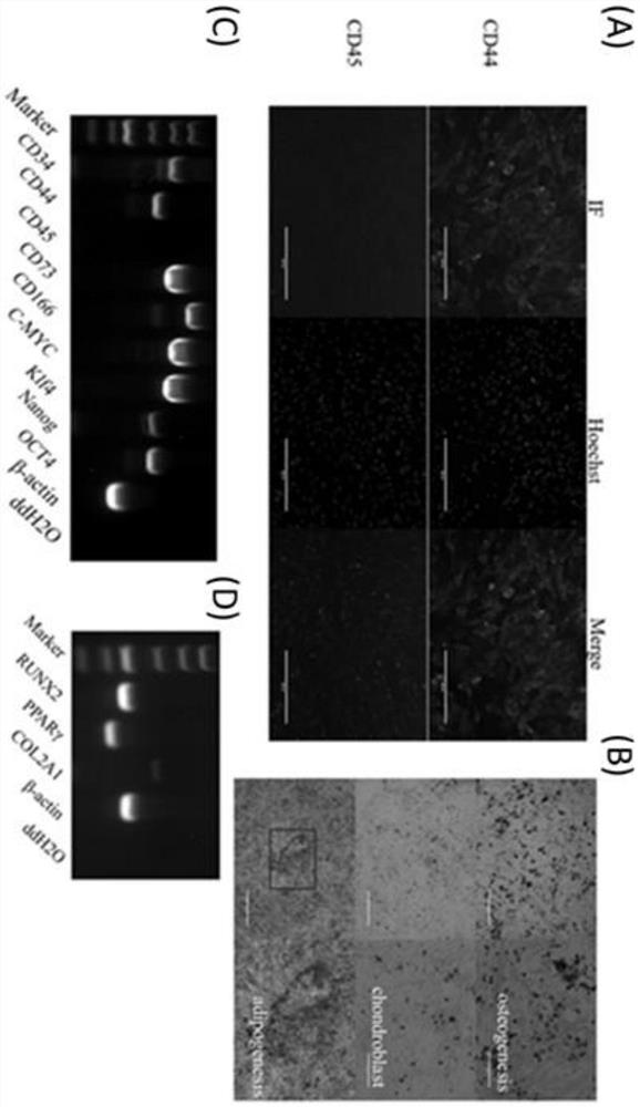 Muscle tissue extraction method for separating bovine muscle stem cells and application of muscle tissue extraction method