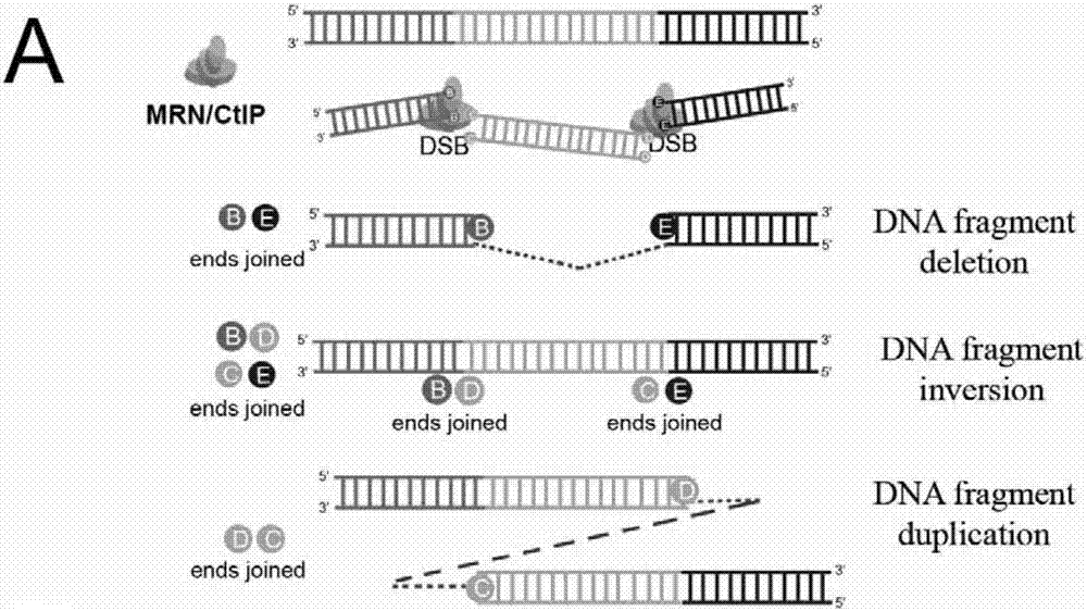 Cas9 nuclease G915F and application thereof