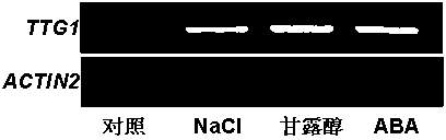 Novel application of arabidopsis TTG1 genes to plant salinity-resisting and drought-resisting aspects