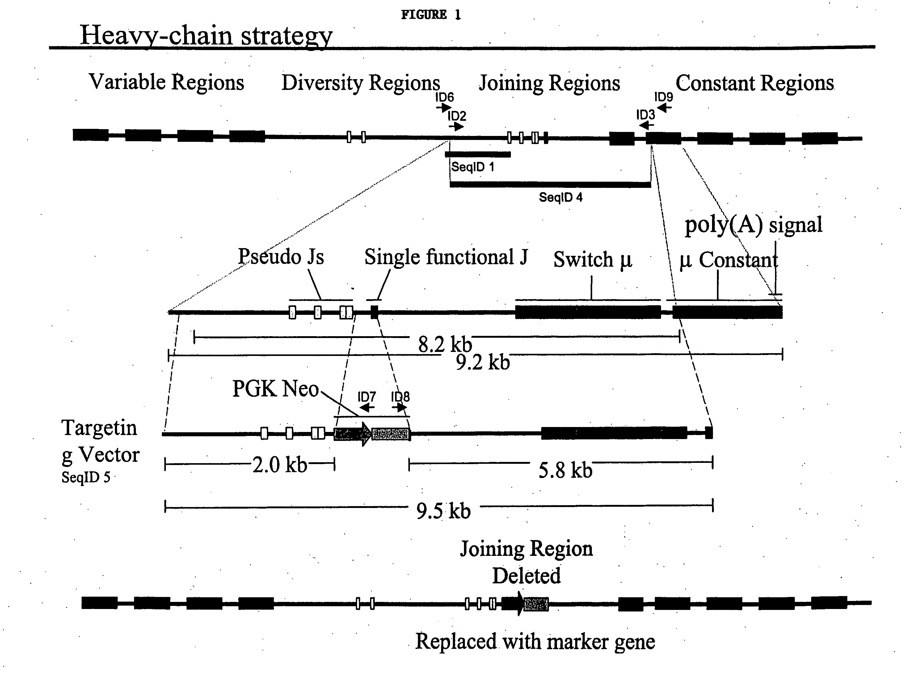 Ungulates with genetically modified immune systems