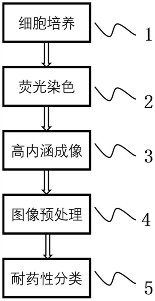 Cell drug resistance detection method based on high content imaging, medium and electronic equipment