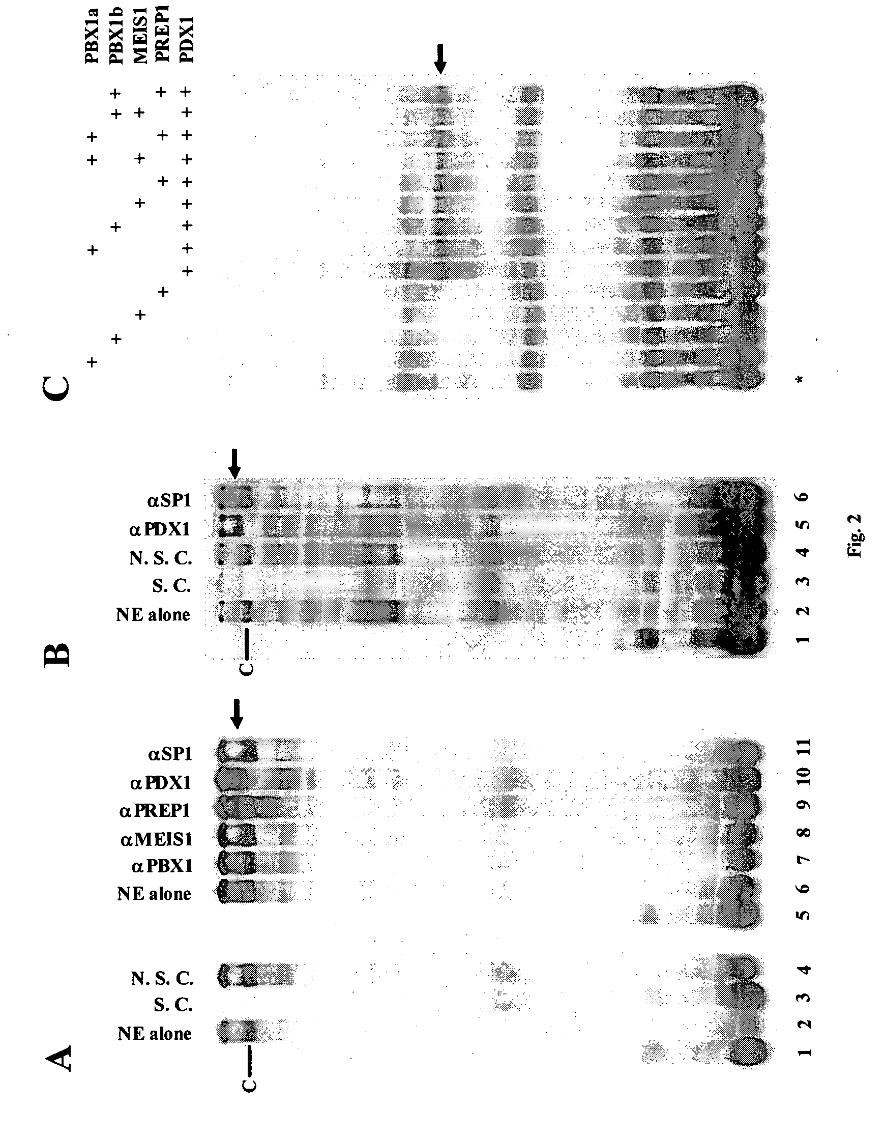 Methods and compositions for inhibiting herpesviral replication