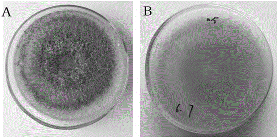 Trichoderma harzianum strain Th-N5 resisting carbendazim and application of trichoderma harzianum strain Th-N5