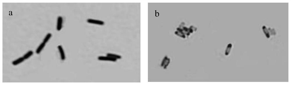 A kind of bacillus that antagonizes mold and its antibacterial application