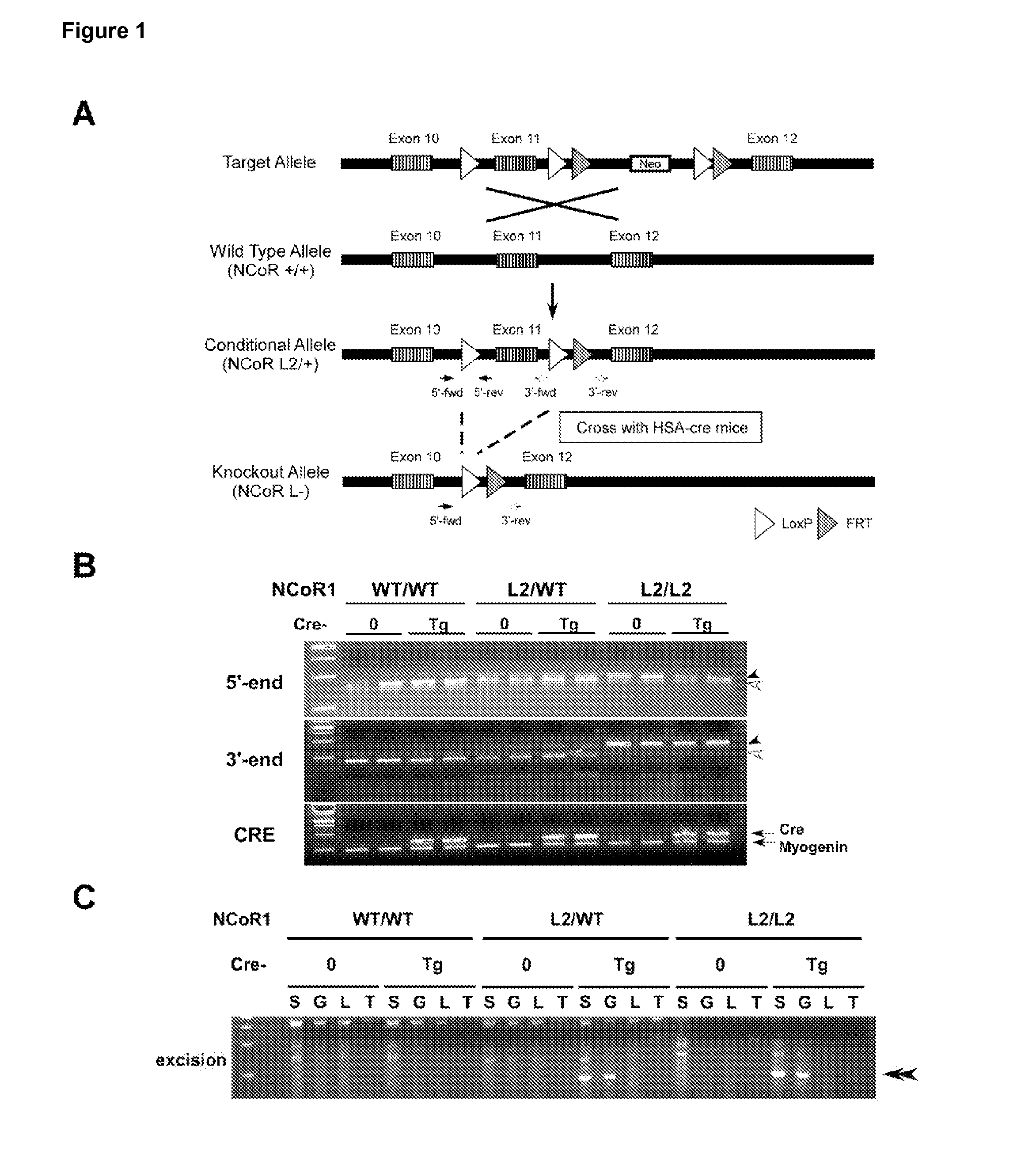 NCoR1 is a Physiological Modulator of Muscle Mass and Oxidative Function