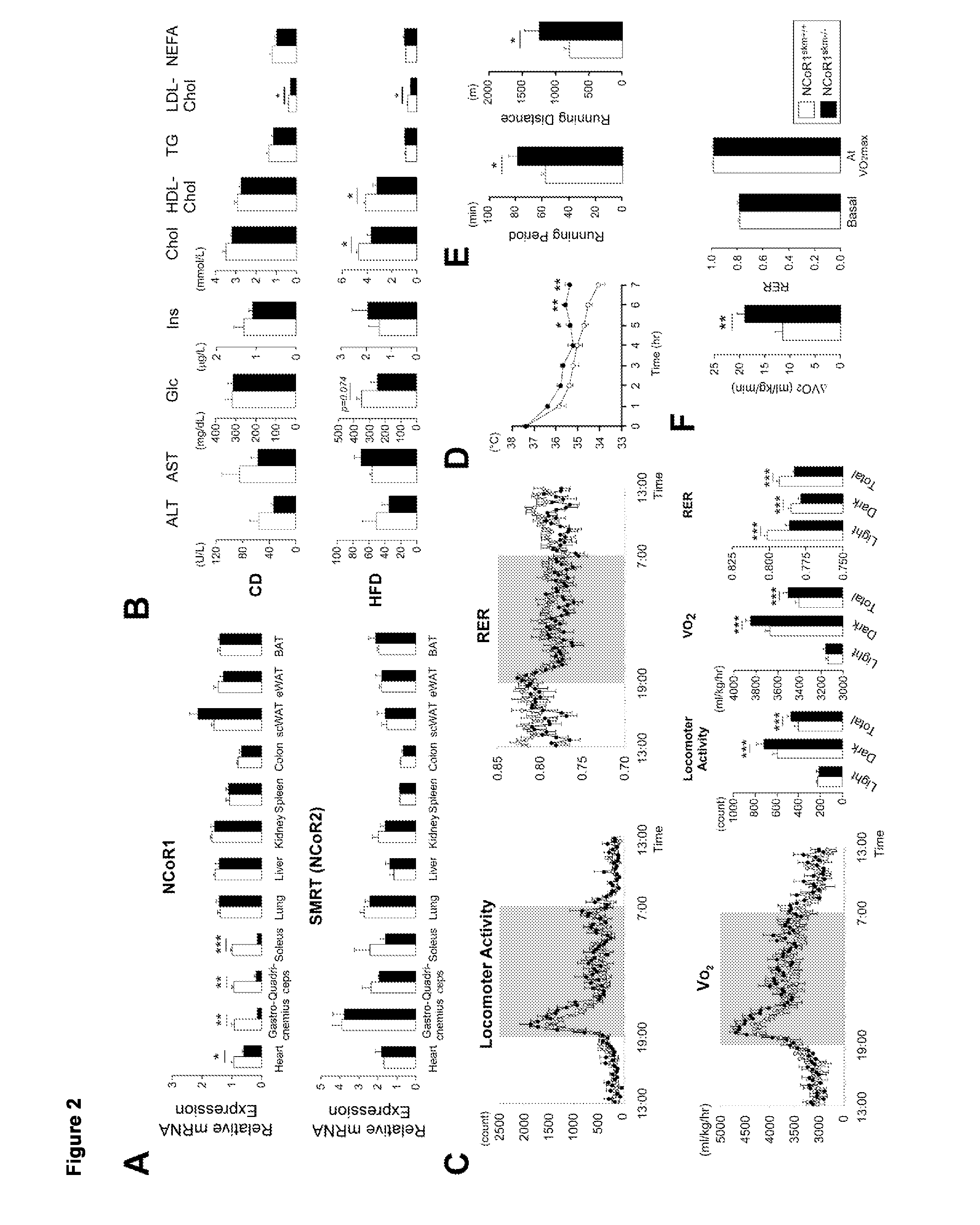 NCoR1 is a Physiological Modulator of Muscle Mass and Oxidative Function