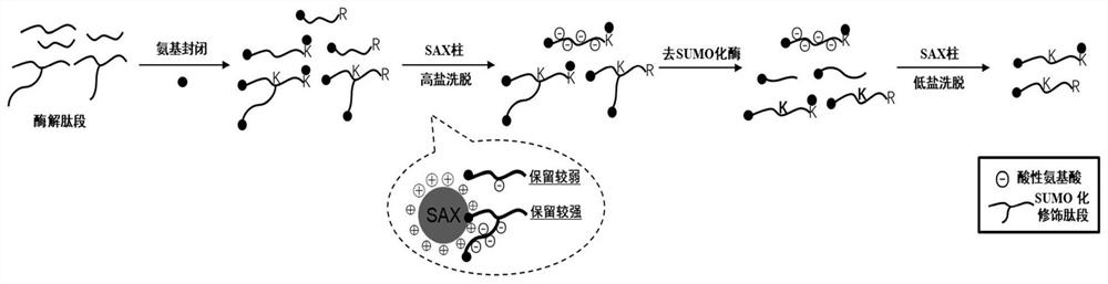 Sumoylation peptide fragment enrichment method based on desumoylation enzyme and SAX