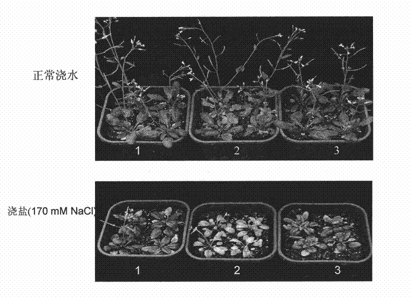 Plant responding low-phosphor and high-salt stress protein, encoding gene and uses thereof