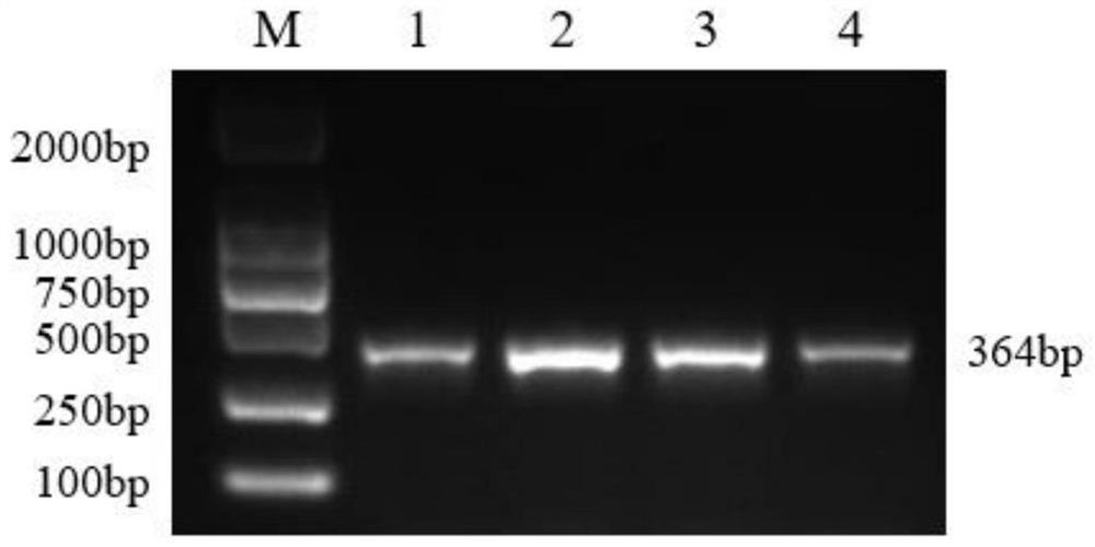 SNP (Single Nucleotide Polymorphism) molecular marker for identifying age-round shearing amount of alpine merino and application of SNP molecular marker