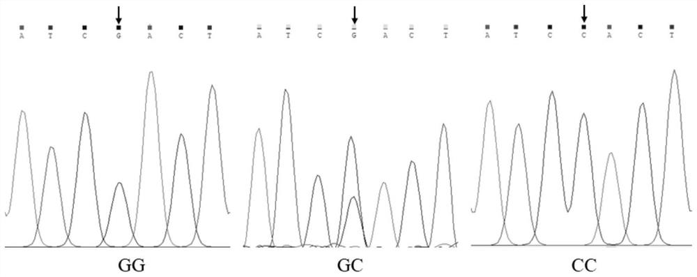 SNP (Single Nucleotide Polymorphism) molecular marker for identifying age-round shearing amount of alpine merino and application of SNP molecular marker