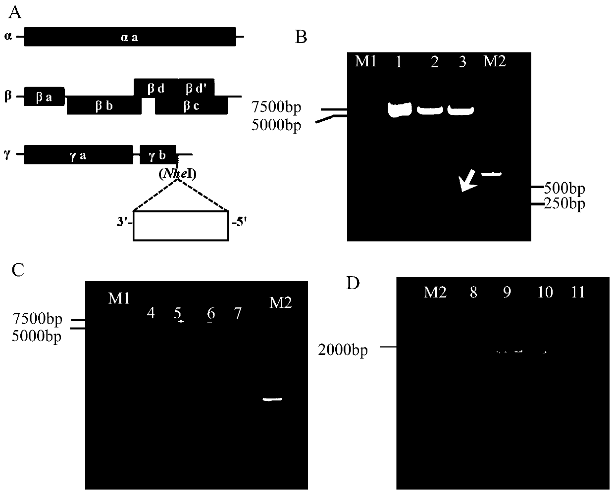 Barley hvhox9 gene and its use