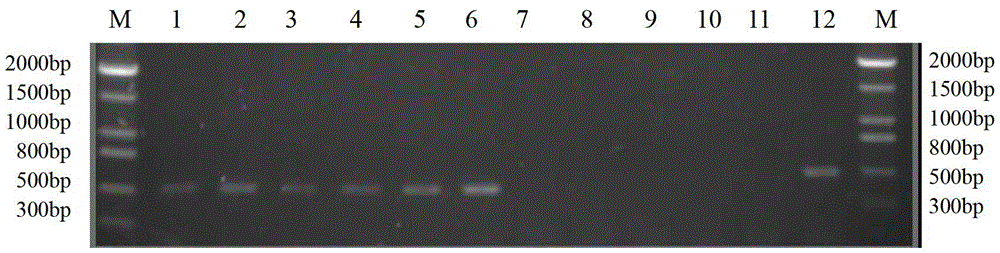 Method for identifying protoplast monokaryon mating types of lepista sordida and special primer pair SR-4*2 thereof